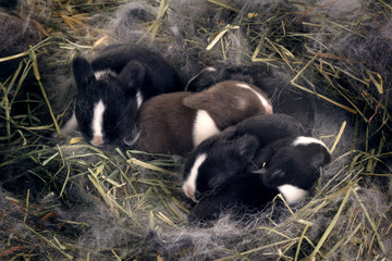 Fototapeta premium Newborn Dwarf Dutch rabbits in the nest of dry grass and down.