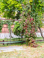 Wild grape (Virginia Creeper) on a fense in a park