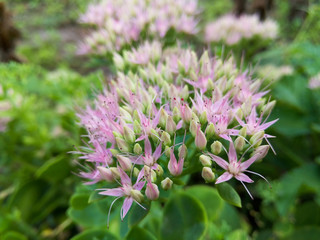 Beautiful pink garden flowers in the sunset light/Beautiful pink garden flowers in the sunset light
