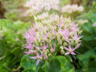 Beautiful pink garden flowers in the sunset light/Beautiful pink garden flowers in the sunset light