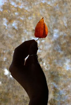 Silhouette of female hand with orange flower of Physalis over blurred background