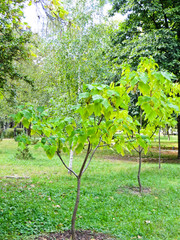 Cigar tree (Catalpa bignonioides) in a city park on early autumn
