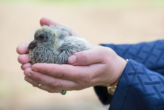 Newborn/a photo of the newborn chick of a black dove in the palms