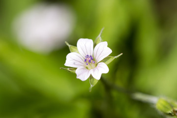 Fototapeta premium Geranium Wilfordii Maximowicz. White delicate flower on a natural green background