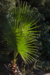 Washingtonia filifera palm tree