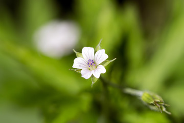Geranium Wilfordii Maximowicz. White delicate flower on a natural green background