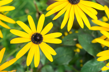 gelbe blumen