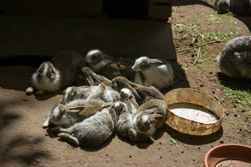 Group of gray bunnies in one place.