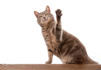 Blue tabby cat with a raised paw on white