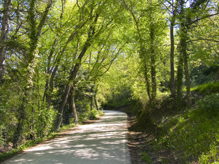 Green and wild nature, forest in Catalonia(Spain) Trees and grass detail