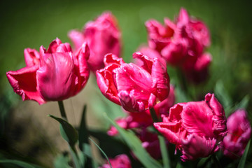 Close up photo of  pink parrots tulips in garden.