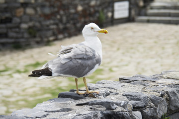 Pato en Portovenere 