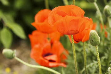 Obraz premium Wiosna