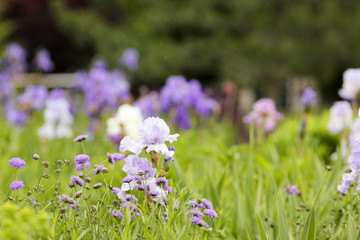 Fototapeta premium Spring