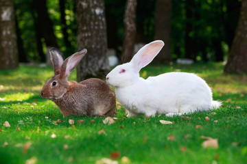 two rabbits on a green