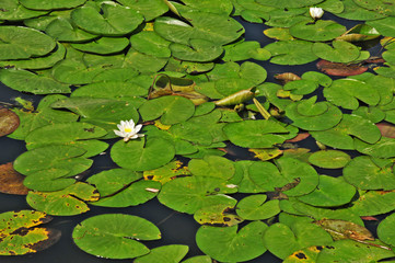 Olanda, ninfee nei canali a Kinderdijk