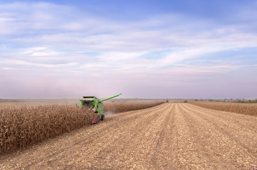 Autumn corn harvest