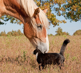 Tuxedo cat and a big horse - best friends