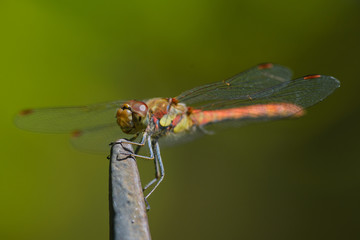 Close up of red dragonfly against green background.