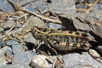 Saltamontes de campo (Chorthippus brunneus)