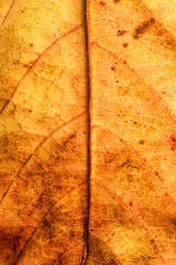 Autumn leaf