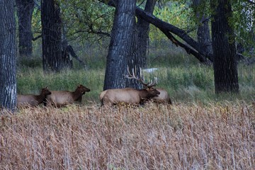Elk