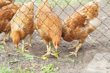red chicken on farm in nature