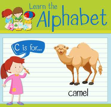 Flashcard letter C is for camel