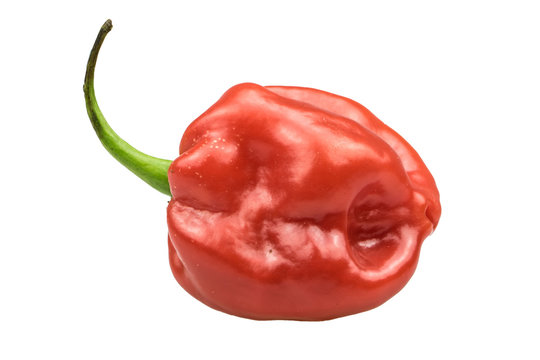 Habanero Chili rot