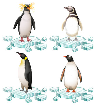 Different types of penguins on ice
