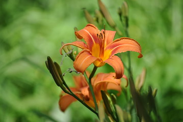 orange lily 