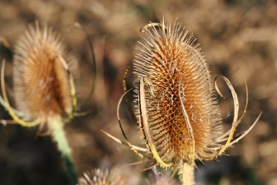 Teasels in the wild