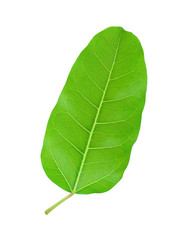 Green leaf Pho leaf, (bo leaf,bothi leaf) isolated on white