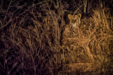 Lion at Night