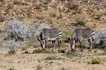 Fototapeta na wymiar Two Zebras eating grass in Mountain Zebra