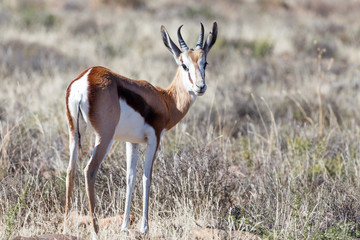 Inquisitive Springbok looking back