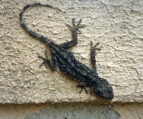 Salamandra