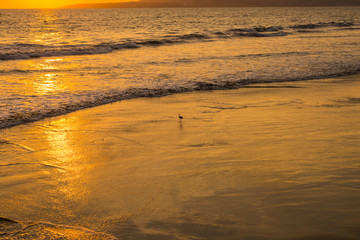 Lonely Bird Golden Sunset