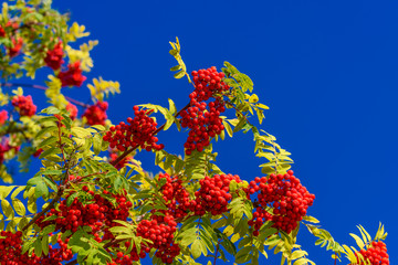 Fototapeta na wymiar Red rowan berry with blue sky in background.