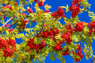 Fototapeta na wymiar Red rowan berry with blue sky in background.
