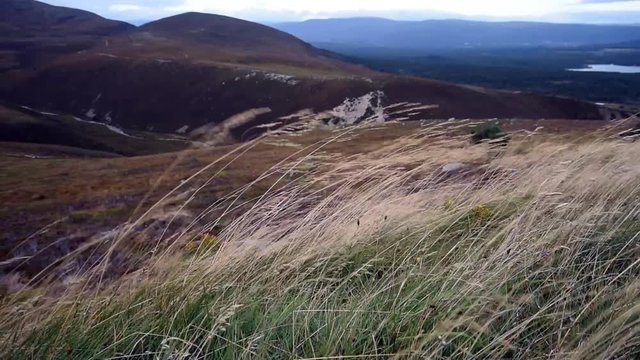 Long yellow grass blowing in the wind in Cairngorm Scottish Highland hills