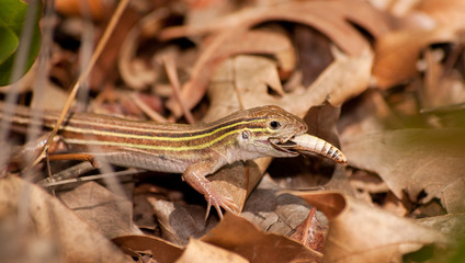 Six-lined Racerunner whiptail eating a grasshopper in underbrush