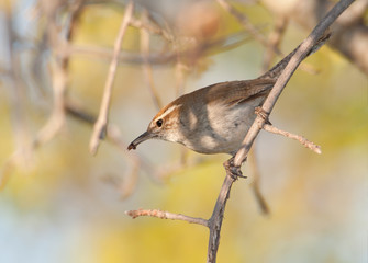 Bewick's Wren carrying an insect, ready to feed the brood