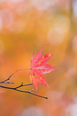 紅葉