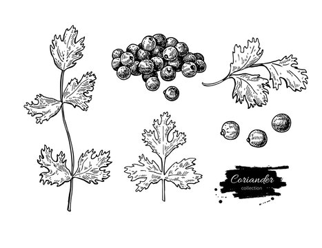 Coriander vector hand drawn illustration set. Isolated spice obj