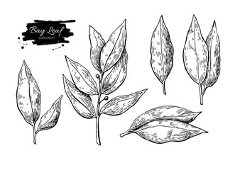 Bay leaf vector hand drawn illustration. Isolated spice object.