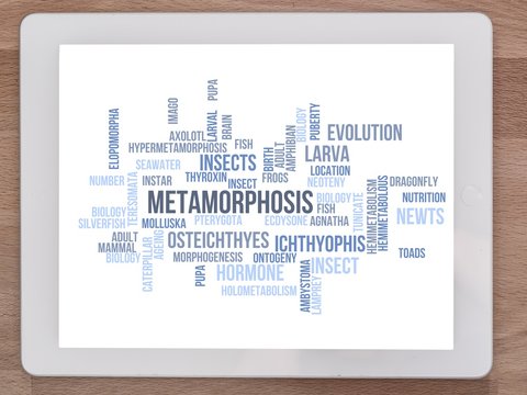 Metamorphosis