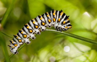 Beautiful black, white and yellow Black Swallowtail caterpillar