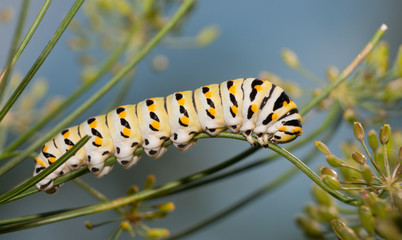 Black Swallowtail caterpillar eating a dill stem