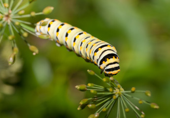 Caterpillar of an Eastern Black Swallowtail Butterfly eating a dill stem